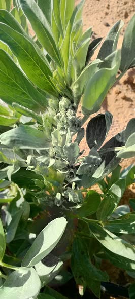 اي العلاج يا جماعه بالله عليكم